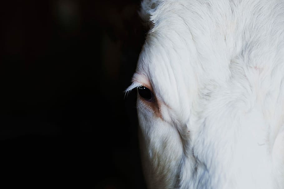 tancar, foto, blanc, ull dret del cavall, primer pla, cavall blanc, ull, animal, granja, mamífer, bestiar, ramat, naturalesa, cap d’animals, animals i mascotes, animals domèstics, agricultura, vaca, un animal, temes d'animals, part del cos dels animals, Color blanc, nacional, mascotes, ull d’animals, caní, retrat, gos, cap gent, a l'interior, mirant la càmera, vertebrats, fons negre, bigotis, 4K