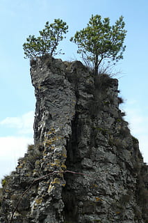rock, pi, penya-segat, pi de muntanya, Gerolstein, eifel, cel, dia, vista d’angle baix, arbre, cap gent, naturalesa, a l'aire lliure, muntanya, primer pla, planta, tronc de l'arbre, tronc, creixement, textura, tranquil·litat, núvol - cel, rock - object, sòlid, aspre, formació de roca, escorça, erosionat, 2K, CC0, domini públic, lliure de regalies