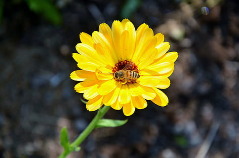 gerbera, germini, blomst, forår, kærlighed, duft, orange, romantisk, natur, farverig, makro, flor, skønhed, solnedgang, gul, plante, kronblad, sommer, tæt på, blomsterhoved, blomstrende plante, dyreliv, dyr, hvirvelløse, dyre temaer, insekt, skønhed i naturen, friskhed, dyr i naturen, skrøbelighed, sårbarhed, et dyr, bi, ingen mennesker, pollen, bestøvning, udendørs, 4K, CC0, offentligt domæne, royaltyfrie