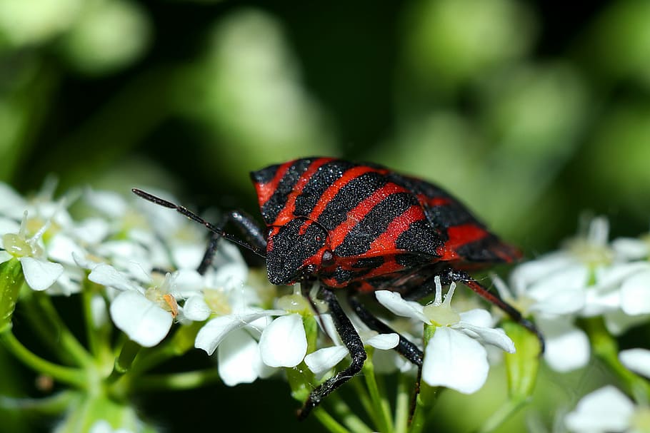 insecte, pluskwiak, primer pla, temes d'animals, invertebrat, fauna animal, animal, un animal, animals a la natura, bellesa a la natura, planta, flor, cap gent, naturalesa, planta amb flors, vermell, fragilitat, frescor, enfocament selectiu, color negre, ala dels animals, a l'aire lliure, papallona - insecte, polinització, 5K