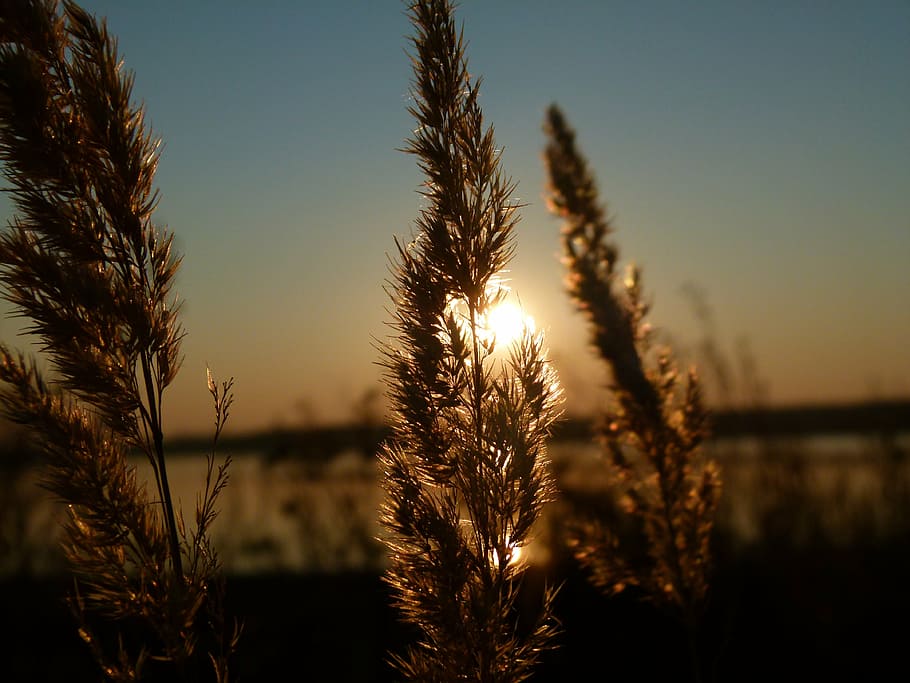 superficiale, fotografia a fuoco, Marrone, foglia, tramonto, canna, controluce, cielo, natura, estate, all'aperto, pianta, luce del sole, la tranquillità, bellezza nella natura, crescita, nessuno, scena tranquilla, scenics - natura, paesaggio, ambiente, sole, concentrarsi sulle conoscenze acquisite, campo, avvicinamento, agricoltura, raccolto, scena rurale, 4K