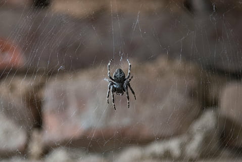 aranya, insecte, teranyina, animal, aràcnids, naturalesa, vida salvatge, carnívor, fantasmal, primer pla, temes d'animals, invertebrat, fauna animal, animals a la natura, un animal, artròpode, fragilitat, cap gent, centrar-se en primer pla, enfocament selectiu, dia, a l'aire lliure, moviment, 2K, CC0, domini públic, lliure de regalies