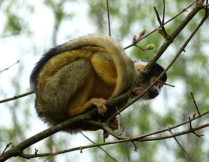 Capuchin, Capuchins, abe, væsen, CEBus, dyreliv, dyr i naturen, træ, afdeling, dyr, dyre temaer, et dyr, hvirveldyr, plante, fokus på forgrunden, primat, pattedyr, natur, ingen mennesker, dag, lav vinkel visning, udendørs, hale, egern, 2K, CC0, offentligt domæne, royaltyfrie