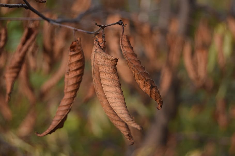 Blatt, Herbst, braun, fallen, getrocknete Blätter, Herbstwald, Natur, Laub, Baum, Textur verlässt, trockenes Blatt, Ast, braunes Blatt, Jahreszeiten, trockener Zweig, Wald, Winterblatt, Flora, Stiel, Untiefen, Blätter, Bäume, Textur, vegetale, Pflanze, Kofferraum, Dekadenz, Traurigkeit, Erneuerung, Nahansicht, Fokus auf den Vordergrund, keine Leute, trocken, Pflanzenteil, Tag, hängend, Weidenkätzchen, selektiver Fokus, Veränderung, draußen, Zweig, Wachstum, natürlicher Zustand, 5K
