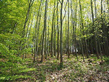 foresta, luce, allagato, alberi, natura, albero, all'aperto, la tranquillità, nessuno, pianta, terra, scena tranquilla, crescita, bosco, bellezza nella natura, giorno, colore verde, scena non urbana, bambù - pianta, scenics - natura, boschetto di bambù, bambù, tronco, tronco d'albero, 4K, CC0, dominio pubblico, privo di copyright