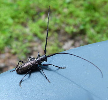Bug, Insect, Wildlife, Beetle, Macro, biology, animal wildlife, one animal, animal themes, animals in the wild, no people, invertebrate, animal, close-up, focus on foreground, day, nature, green color, animal antenna, black color, outdoors, animal body part, animal wing, zoology, 1080P, CC0, public domain, royalty free