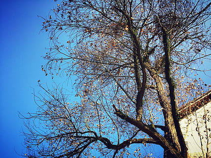 autunno, albero, appassire, natura, ramo, cielo, blu, all'aperto, stagione, foglia, foresta, Inquadratura dal basso, pianta, bellezza nella natura, cielo sereno, nessuno, giorno, albero nudo, la tranquillità, crescita, scenics - natura, luce del sole, tronco, tronco d'albero, baldacchino di albero, primavera, 2K, CC0, dominio pubblico, privo di copyright