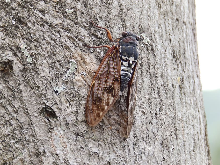 cicala, macro, insetto, animale, temi animali, tronco d'albero, fauna selvatica, tronco, animali allo stato selvatico, invertebrato, albero, avvicinamento, un animale, nessuno, natura, giorno, all'aperto, strutturato, concentrarsi sulle conoscenze acquisite, pianta, lunghezza intera, corteccia vegetale, 4K
