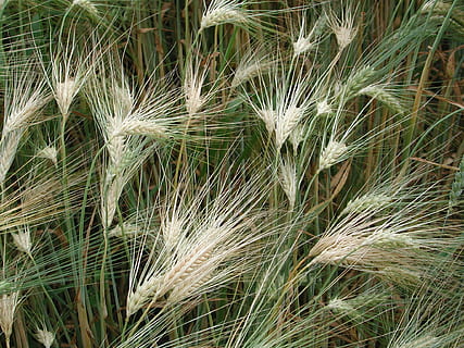 korn, hvete, spike, frokostblandinger, natur, vekst, anlegg, udyrket, nærbilde, gress, felt, grønn farge, land, skjønnhet i naturen, ingen folk, dag, full ramme, jordbruk, høy vinkel visning, ro, utendørs, avling, bakgrunn, gård, friskhet, forfølge, 1080P, CC0, offentlig domene, opphavsrett gratis