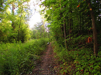cale, unghiular, prevestitor, lumină galbenă, galben, ușoară, natură, verde, parc, în aer liber, timp liber, drumeții, plantă, copac, creştere, teren, liniște, pădure, direcţie, frumusețe în natură, Culoarea verde, calea de urmat, o scenă liniștită, cărare, scenice - natura, nici o persoana, scenă non-urbană, zi, iarbă, luxuriant frunziș, peisaj, traseu, 4K, CC0, domeniu public, fără drepturi de autor