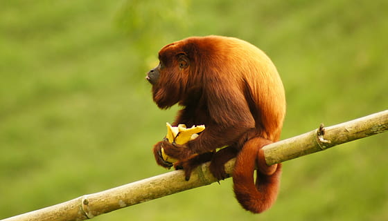 dier, mono, aap, brulaap, finlandia, primaat, dierenleven, dieren in het wild, zoogdier, één dier, gewerveld, tak, boom, fabriek, natuur, geen mensen, zittend, focus op de voorgrond, dag, buitenshuis, tropisch regenwoud, regenwoud, 4K, CC0, publiek domein, royaltyvrij