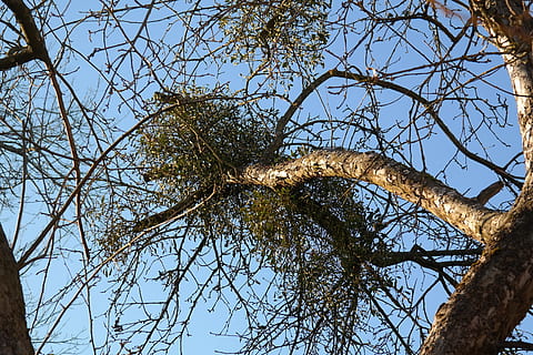 mistelten, afdeling, træ, grene, æbletræ, bark, natur, himmel, udendørs, Skov, blå, plante, træstamme, sæson, bare træ, lav vinkel visning, ingen mennesker, skyfri himmel, dag, vækst, ro, skønhed i naturen, bagagerum, sollys, scenics - natur, træ baldakin, 5K