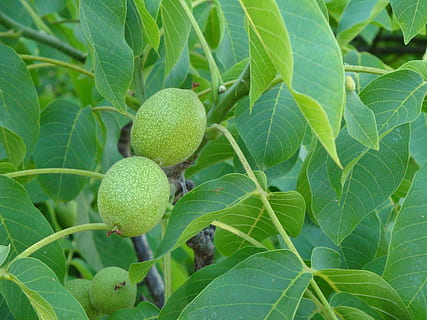 Walnussbaum, Walnüsse, Blätter, Baum, Grün, Blatt, Obst, grüne Farbe, Essen und Trinken, Lebensmittel, Landwirtschaft, Pflanzenteil, Wachstum, Pflanze, gesundes Essen, Natur, Nahansicht, Frische, keine Leute, unreif, Tag, draußen, Wohlbefinden, Schönheit in der Natur, reif, 2K, CC0, gemeinfrei, lizenzfrei