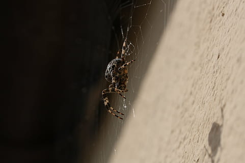spider, network, close, orb web, cobweb, animal, animal themes, insect, animals in the wild, invertebrate, animal wildlife, arachnid, one animal, close-up, arthropod, spider web, selective focus, no people, nature, day, fragility, zoology, outdoors, poisonous, 1080P, CC0, public domain, royalty free
