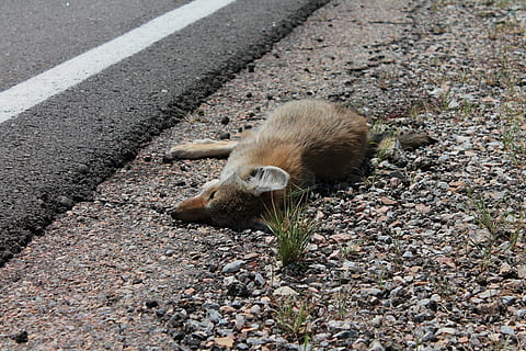 dead, fox, killed, roadkill, animal crossing, caution, road safety, fatality, shrinking wildlife habitat, population decline, highway danger, new mexico, shrinking habitat, one animal, animal themes, animal, animal wildlife, high angle view, rodent, animals in the wild, mammal, no people, vertebrate, road, transportation, day, nature, land, rat, outdoors, close-up, city, asphalt, 4K, CC0, public domain, royalty free