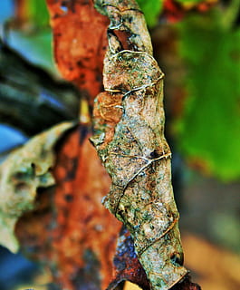 braunes Blatt, Blatt, braun, trocken, verfallen, zusammengerollt, geädert, Rebe, Traube, Natur, Baum, Nahansicht, Fokus auf den Vordergrund, Pflanze, keine Leute, Tag, texturiert, Baumstamm, Kofferraum, Wachstum, selektiver Fokus, draußen, Ast, Rau, Schönheit in der Natur, Muster, Flechte, verwittert, Ruhe, Borke, natürlicher Zustand, 2K, CC0, gemeinfrei, lizenzfrei