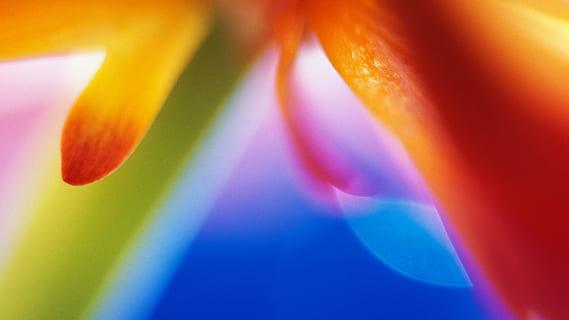 makrofotografering, rød, petaled blomst, farve, smuk, pæn, baggrunde, multi farvet, gul, abstrakt, makro, tæt på, regnbue, ingen mennesker, abstrakte baggrunde, blå, blomst, natur, skønhed i naturen, brydning, studio skud, levende farve, lyserød farve, orange farve, fuld ramme, blødhed, 4K, CC0, offentligt domæne, royaltyfrie
