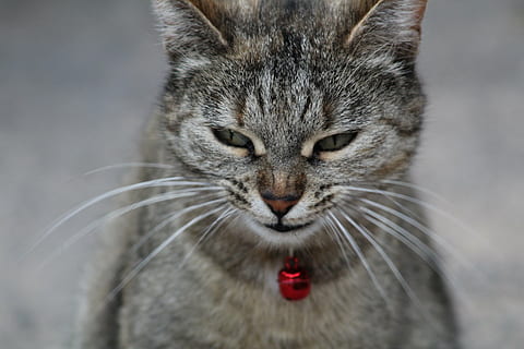 kat ansigt, smilende, nysgerrig, dyre temaer, dyr, et dyr, pattedyr, indenlandske, kæledyr, kat, indenlandske kat, husdyr, feline, tæt på, dyr kropsdel, portræt, ingen mennesker, fokus på forgrunden, bakkenbart, dyr hoved, hvirveldyr, grå, forfra, tabby, dyr øje, 5K, CC0, offentligt domæne, royaltyfrie