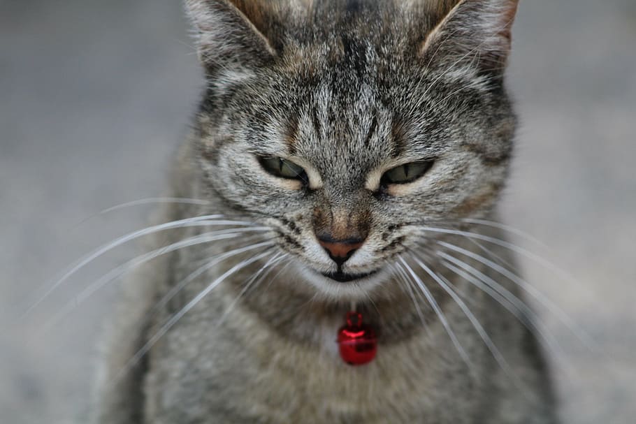 kat ansigt, smilende, nysgerrig, dyre temaer, dyr, et dyr, pattedyr, indenlandske, kæledyr, kat, indenlandske kat, husdyr, feline, tæt på, dyr kropsdel, portræt, ingen mennesker, fokus på forgrunden, bakkenbart, dyr hoved, hvirveldyr, grå, forfra, tabby, dyr øje, 5K