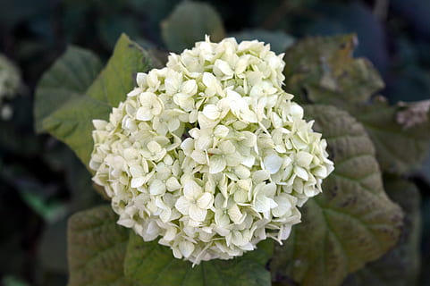 hortenzie, bílý, podzim, hydrangea special, zelená, květiny, zahrada, pupen, rostlina, zelenina, záhon, detailní, makro, okrasné rostliny, zahradní květina, květ, keř, zahradní květiny, Příroda, park, list, detail, kvetoucí rostlina, krása v přírodě, bílá barva, křehkost, zranitelnost, svěžest, zaměřit se na popředí, růst, okvětní lístek, den, květenství, květu hlavy, nikdo, venku, botanika, kytice, jaro, 5K, CC0, veřejná doména, bez autorských práv