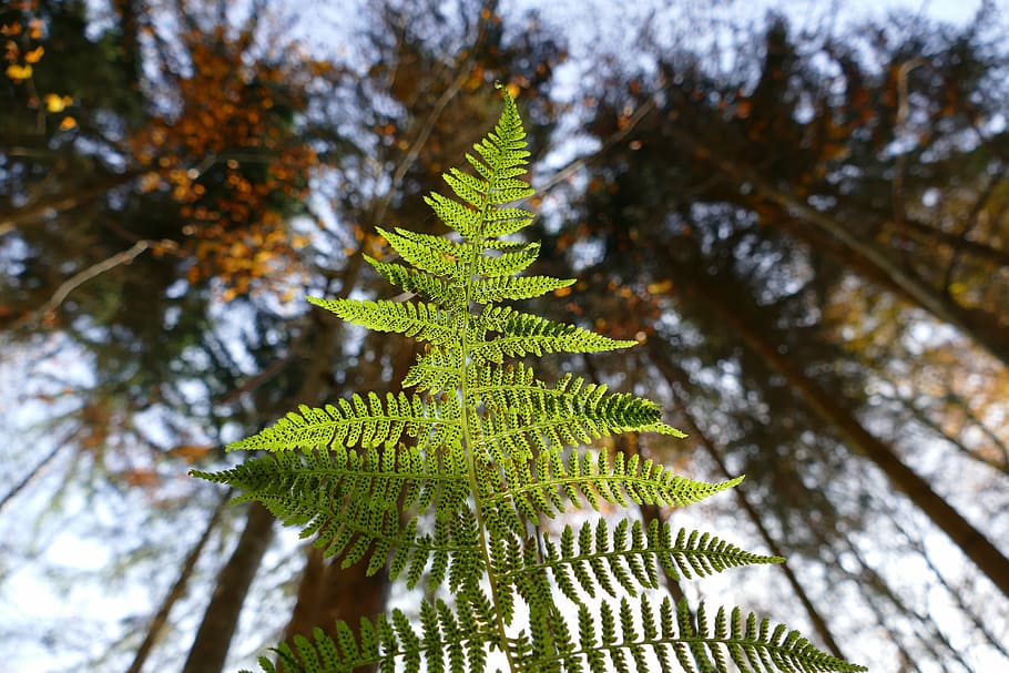 fern, skog, anlegg, blad, bregne, skog, natur, tre, grønn farge, vekst, furutre, plante del, skjønnhet i naturen, lav vinkel visning, ingen folk, fokusere på forgrunnen, dag, gren, ro, nærbilde, utendørs, trestamme, stamme, nåletre, blader, 5K