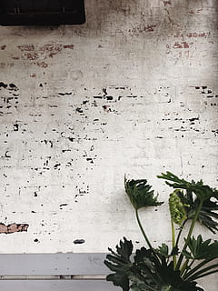 plantes de fulles verdes, verd, planta de fulla, magra, blanc, concret, paret, sortir, planta, pintat, cap gent, material de fusta, vell, fons, còpia espai, a l'interior, primer pla, aigua, dia, frescor, full, part de la planta, funció de construcció de parets, creixement, naturalesa, estructura construïda, arquitectura, bellesa a la natura, a l'aire lliure, planta en test, flor, fulles, 4K, CC0, domini públic, lliure de regalies
