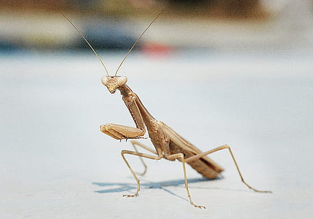 marró, resant, blanc, superfície, mantis, macro, insecte, Grècia, Mantis religiosa, animal, naturalesa, vida salvatge, invertebrat, carnívor, primer pla, artròpode, un animal, antena animal, fauna animal, temes d'animals, animals a la natura, part del cos dels animals, centrar-se en primer pla, Llagosta, cap gent, dia, longitud completa, a l'aire lliure, zoologia, cames d’animal, ull d’animals, 2K, CC0, domini públic, lliure de regalies