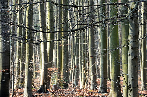 Wald, Bäume, Sonnenlicht, Gegenlicht, baustamm, Natur, durchscheinen, Winter, Baum, Land, Bambuspflanze, Pflanze, Wachstum, Baumstamm, Bambus, keine Leute, Ruhe, Kofferraum, Bambushain, Schönheit in der Natur, Tag, draußen, Ast, Fernbedienung, verheddert, 4K, CC0, gemeinfrei, lizenzfrei