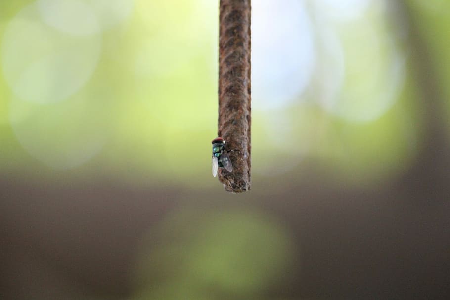 flyve, bi, fokus, stang, et dyr, dyr i naturen, dyre temaer, ingen mennesker, dag, dyreliv, tæt på, fokus på forgrunden, natur, udendørs, selektiv fokusering, plante, rusten, hængende, metal, ro, skønhed i naturen, enkelt objekt, vækst, Kvist, dyr, 5K