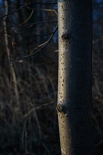 木、樹皮, ログ, ブナ, Fagus sylvatica, 木, 樹皮, 部族, 自然, 森林, 屋外, ブランチ, 無人, 日, 木の幹, 前景に焦点を当てる, 工場, 土地, トランク, 閉じる, ポール, 成長, 木材 - 材料, 動物の野生動物, 日光, 金属, 竹 - 植物, 木の柱, 5K, CC0, パブリックドメイン, ロイヤリティフリー