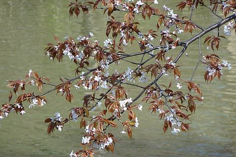 fleurs, printemps, arbre, Cerise, Lac, eau, la nature, parc, parc central, floraison, plante, beauté dans la nature, plante à fleurs, croissance, fleur, fragilité, branche, vulnérabilité, journée, fraîcheur, fermer, personne, tranquillité, en plein air, fleur de cerisier, cerisier, 4K, CC0, domaine public, libre de droits