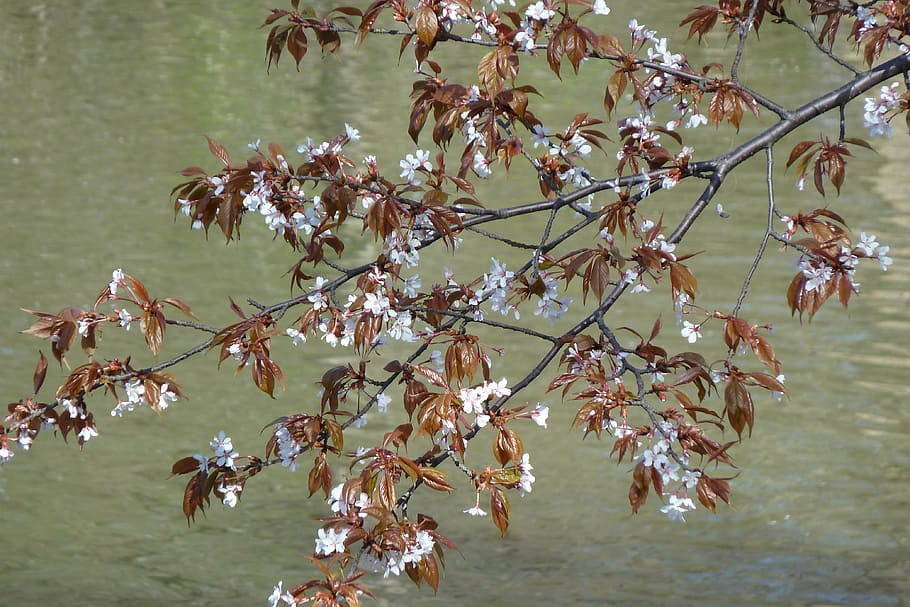 flors, primavera, arbre, cirera, llac, aigua, naturalesa, parc, Parc Central, floració, planta, bellesa a la natura, planta amb flors, creixement, flor, fragilitat, branca, vulnerabilitat, dia, frescor, primer pla, cap gent, tranquil·litat, a l'aire lliure, flor de cirerer, cirerer, 4K