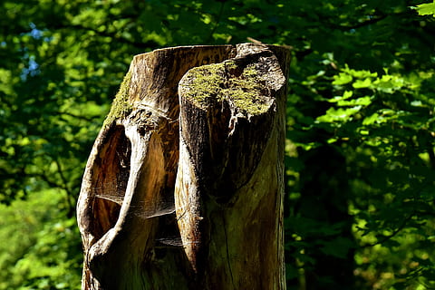log, las, mech, Natura, drewno, pnie drzew, zapis natury, naturalny pień drzewa, drzewo, roślina, skupić się na pierwszym planie, żadnych ludzi, dzień, drewno - materiał, zbliżenie, zielony kolor, bagażnik samochodowy, wzrost, pnia drzewa, wylądować, szczekać, na dworze, pień drzewa, spokój, teksturowane, światło słoneczne, drewniany słupek, 5K, CC0, domena publiczna, darmowe zdjęcia