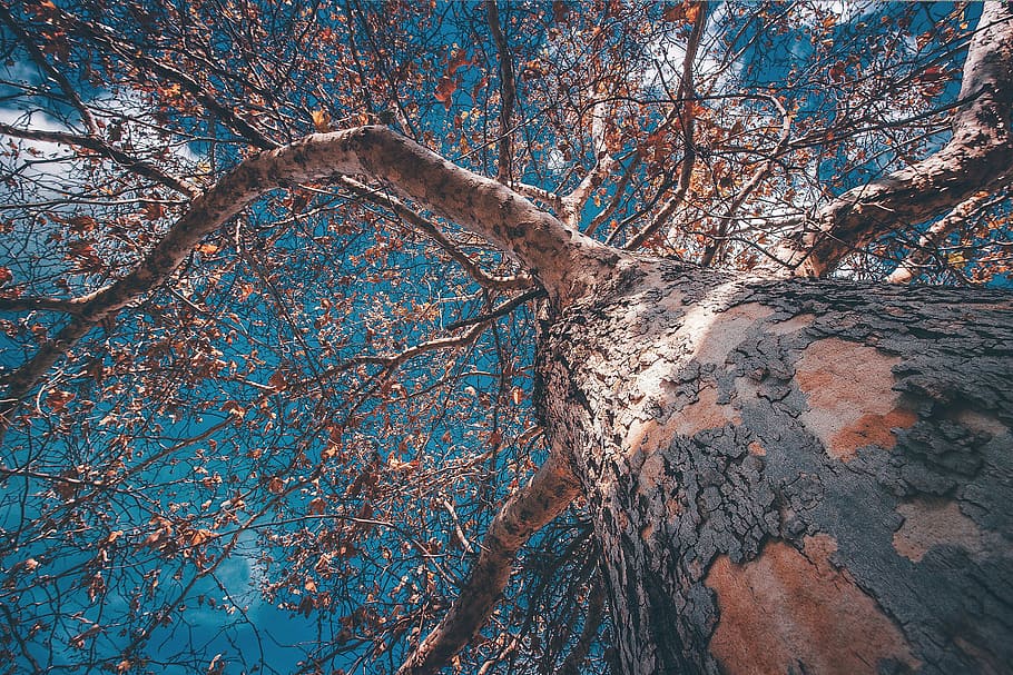pohled zespoda, hnědý, strom, list, vzhlížet, náladový, nálada, mrak, nebe, rostlina, Příroda, krása v přírodě, nízký úhel pohledu, větev, klid, den, kmen stromu, kufr, nikdo, podzim, růst, scenics - příroda, přistát, venku, rostlinné části, holý strom, les, změna, strom baldachýn, 1080P