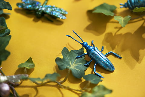blu, statuetta di coleottero, verde, foglia, artificiale, pianta, insetto, giocattolo, scarafaggio, natura, selvaggio, vista dall'alto, piccolo, plastica, carta, falso, sfondo, divertimento, isolato, luminosa, avvicinamento, animale, invertebrato, fauna selvatica, temi animali, giallo, un animale, parte vegetale, animali allo stato selvatico, nessuno, formica, ombra, all'aperto, messa a fuoco selettiva, giorno, colore verde, 2K, CC0, dominio pubblico, privo di copyright