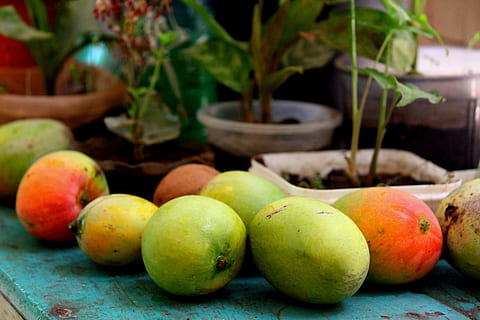 due manghi verdi, Bharath, India, Mango, casuale, delizioso, allevamento di mango, viaggio, frutta, cibo, freschezza, biologico, maturo, natura, mangiare sano, estate, agricoltura, cibo e bevande, nessuno, giorno, benessere, avvicinamento, colore verde, concentrarsi sulle conoscenze acquisite, natura morta, pianta, tavolo, mela - frutto, foglia, contenitore, parte vegetale, all'aperto, Mela, 5K, CC0, dominio pubblico, privo di copyright