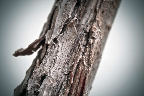 albero, ramo, abbaiare, rami, Kahl, foresta, natura, pianta, struttura, macro, vicino, avvicinamento, nessuno, girato in studio, strutturato, grigio, messa a fuoco selettiva, legno - materiale, tronco d'albero, tronco, sfondo colorato, ruvido, concentrarsi sulle conoscenze acquisite, screpolato, corteccia vegetale, durezza, giorno, all'aperto, condizione naturale, 4K, CC0, dominio pubblico, privo di copyright