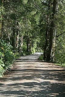 umore, pineta, foresta, strada, foresta, strada, luce, ombra, tranquillo, calmo, albero, sentiero, natura, Pino, la strada davanti, direzione, pianta, terra, bellezza nella natura, nessuno, la tranquillità, crescita, scena tranquilla, giorno, prospettiva decrescente, scenics - natura, scena non urbana, luce del sole, all'aperto, bosco, lungo, albero di conifere, 2K, CC0, dominio pubblico, privo di copyright