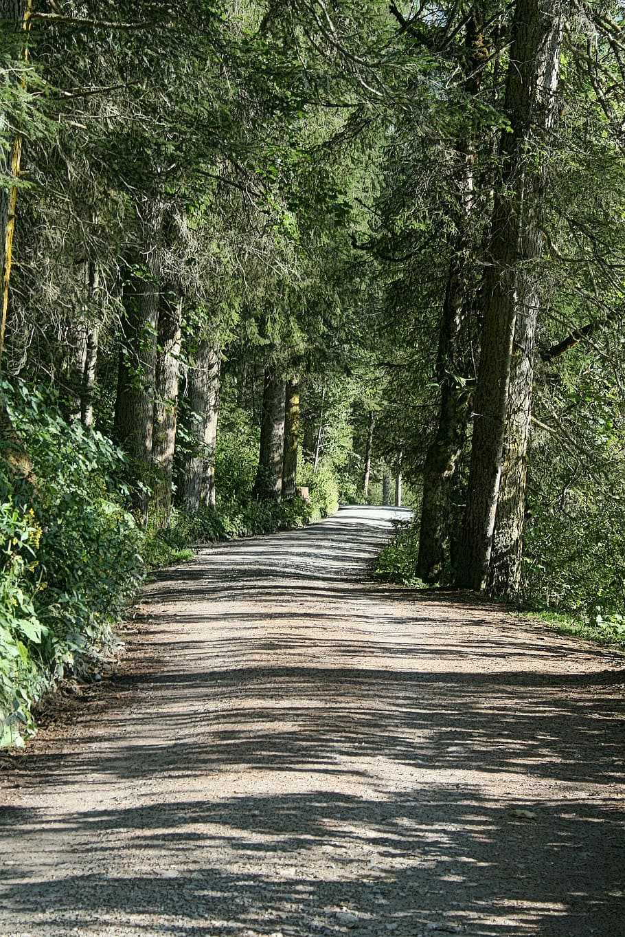 umore, pineta, foresta, strada, foresta, strada, luce, ombra, tranquillo, calmo, albero, sentiero, natura, Pino, la strada davanti, direzione, pianta, terra, bellezza nella natura, nessuno, la tranquillità, crescita, scena tranquilla, giorno, prospettiva decrescente, scenics - natura, scena non urbana, luce del sole, all'aperto, bosco, lungo, albero di conifere, 2K