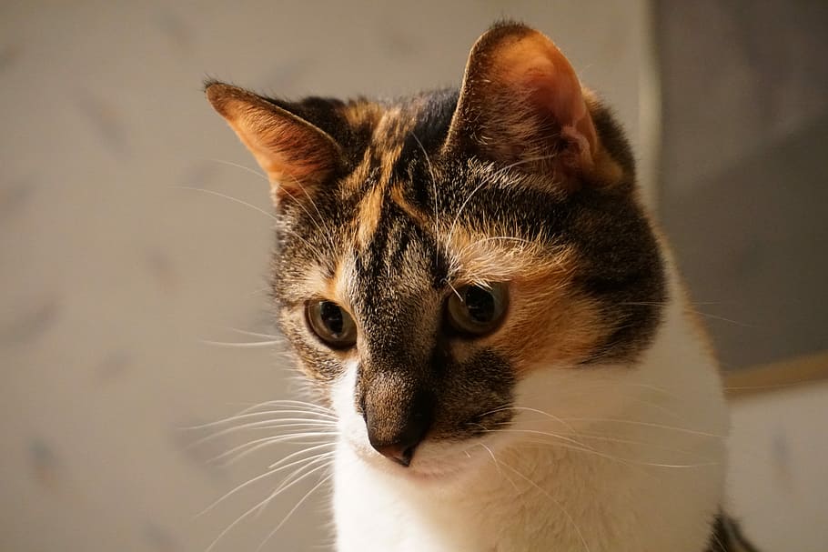 kat, kitty, kæledyr, portræt, Calico, indenlandske kat, husdyr, et dyr, feline, dyre temaer, pattedyr, indenlandske, dyr, bakkenbart, tæt på, hvirveldyr, dyr kropsdel, ingen mennesker, fokus på forgrunden, leder, dyr hoved, indendørs, dyr øje, 5K