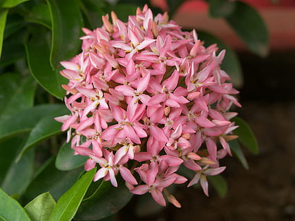 Blume, Blütenblatt, Blatt, Frühling, Natur, Frühlingsblumen, Pflanze, blühen, Blumen-, Sommer-, Blumen Hintergrund, Blumenhintergrund, Jahreszeit, natürlich, Natur Hintergrund, Garten, pinke Farbe, Blütenkopf, Nahansicht, Frische, Botanik, blühende Pflanze, Schönheit in der Natur, Verletzlichkeit, Zerbrechlichkeit, Wachstum, Blütenstand, Pflanzenteil, Fokus auf den Vordergrund, keine Leute, Tag, Blumenstrauß, lila, 2K, CC0, gemeinfrei, lizenzfrei