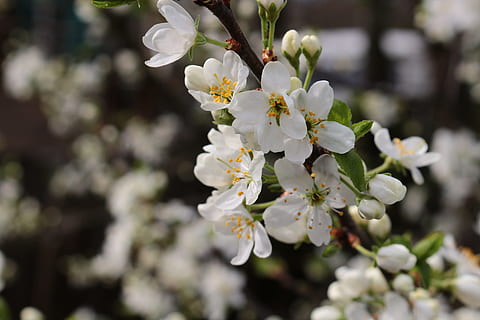 flors, florir, arbre, primavera, arbres en flor, branca, naturalesa, arbres, fruita, floració de primavera, arbre amb flors, poma, naturalesa viva, flors blanques, planta, flor, planta amb flors, frescor, fragilitat, vulnerabilitat, creixement, bellesa a la natura, Color blanc, centrar-se en primer pla, primer pla, dia, pètal, cap de flor, cap gent, a l'aire lliure, pol·len, flor de cirerer, cirerer, 5K, CC0, domini públic, lliure de regalies