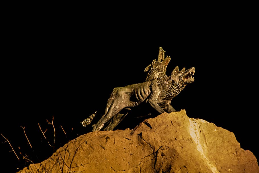 nit, llops, parell, fosc, tir de l'estudi, fons negre, animal, cap gent, fauna animal, temes d'animals, un animal, vertebrats, llangardaix, rock - object, rèptil, rock, sòlid, naturalesa, còpia espai, animals a la natura, vista lateral, a l'interior, iguana, clima àrid, 5K