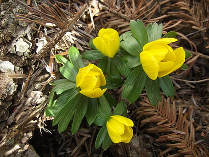 primavera, Winterling, giallo, fioritura precoce, presagio di primavera, fiorire, fioritura, natura, fiore, fiore primaverile, luminosa, vicino, pianta, pianta fiorita, vulnerabilità, fragilità, freschezza, bellezza nella natura, avvicinamento, infiorescenza, crescita, petalo, testa di fiore, giorno, nessuno, campo, terra, parte vegetale, all'aperto, polline, 4K, CC0, dominio pubblico, privo di copyright