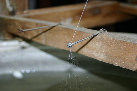 Seidenfaden, Seidenraupe, Fadenspinne, Truthahn, Natur, schließen, Makro, Insekt, Spinne, Spinnentier, Makrofotografie, Tiere, Na sicher, Kokon, Ballaststoff, Netzspinne, Wasser, Nahansicht, Fokus auf den Vordergrund, selektiver Fokus, Faden, nass, fallen, keine Leute, Spinnennetz, Zerbrechlichkeit, draußen, Tag, Verletzlichkeit, Reinheit, Weberei, die Architektur, Textil-, Tau, 2K, CC0, gemeinfrei, lizenzfrei
