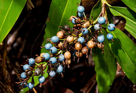 zenzero nativo, Zenzero, frutti di bosco, frutta, blu, Marrone, le foglie, verde, foresta pluviale, foresta, Queensland, Australia, nativo, subtropicale, cibo, cibo e bevande, mangiare sano, crescita, pianta, parte vegetale, foglia, freschezza, avvicinamento, natura, nessuno, giorno, albero, benessere, bellezza nella natura, concentrarsi sulle conoscenze acquisite, maturo, mazzo, all'aperto, 2K, CC0, dominio pubblico, privo di copyright