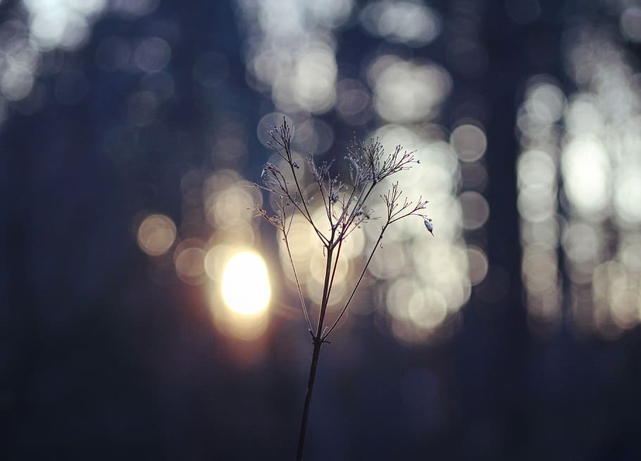 selective, focus photography, plant, flower, stem, thin, minimal, nature, sunlight, focus on foreground, no people, tranquility, beauty in nature, sun, close-up, sky, lens flare, outdoors, day, plant stem, growth, dry, tree, tranquil scene, fragility, selective focus, 4K