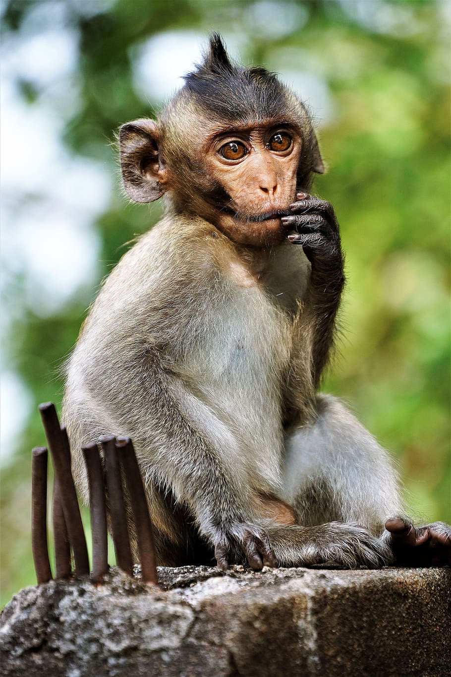 jove, mico, primat, vida salvatge, macaque, naturalesa, bonic, Cambodja, mamífer, fauna animal, animals a la natura, assegut, un animal, mirant cap a fora, vertebrats, centrar-se en primer pla, dia, gent, mirant, a l'aire lliure, animal jove, longitud completa, cura, 5K