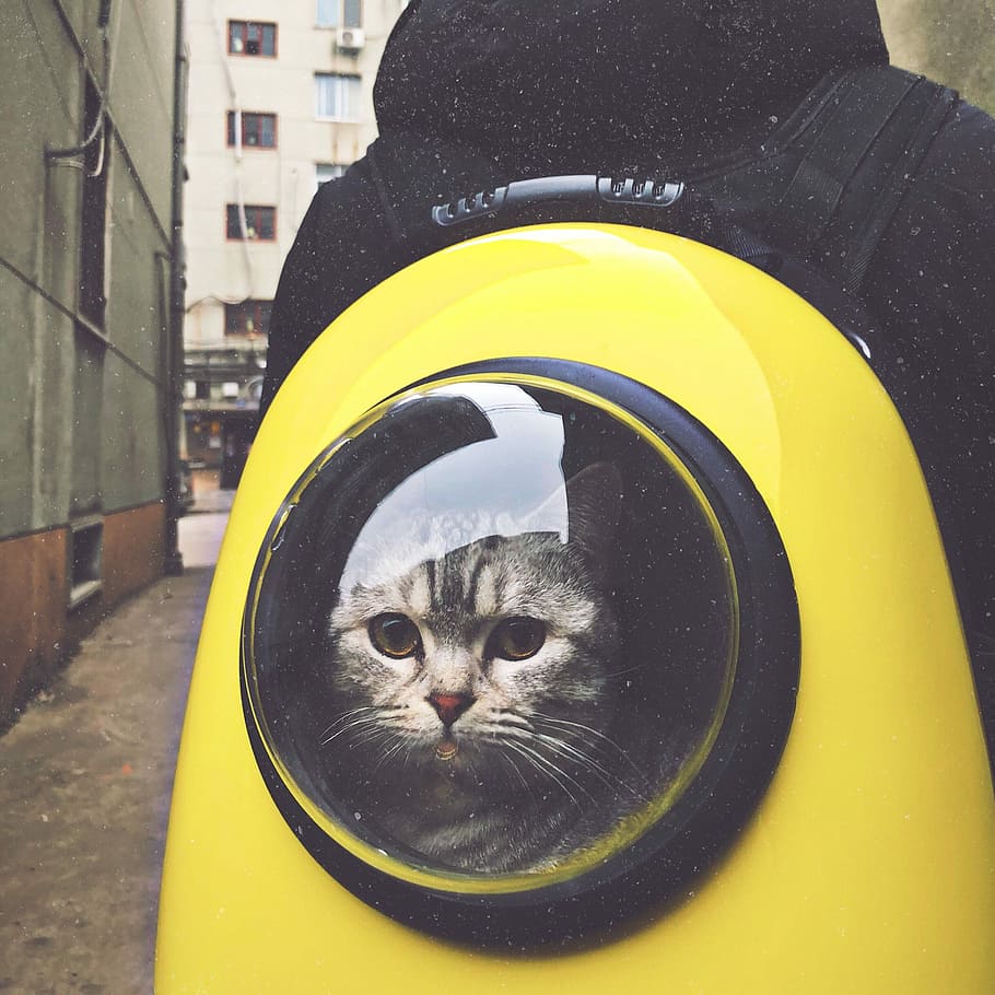 grigio, soriano, gatto, giallo, nero, zaino a mano, persona, portando, rimorchio pet capsula, dentro, zaino, gattino, animale domestico, felino, animali domestici, temi animali, domestico, animale, mammifero, gatto domestico, un animale, vertebrato, giorno, guardando la fotocamera, ritratto, nessuno, baffo, esterno dell'edificio, città, avvicinamento, 2K