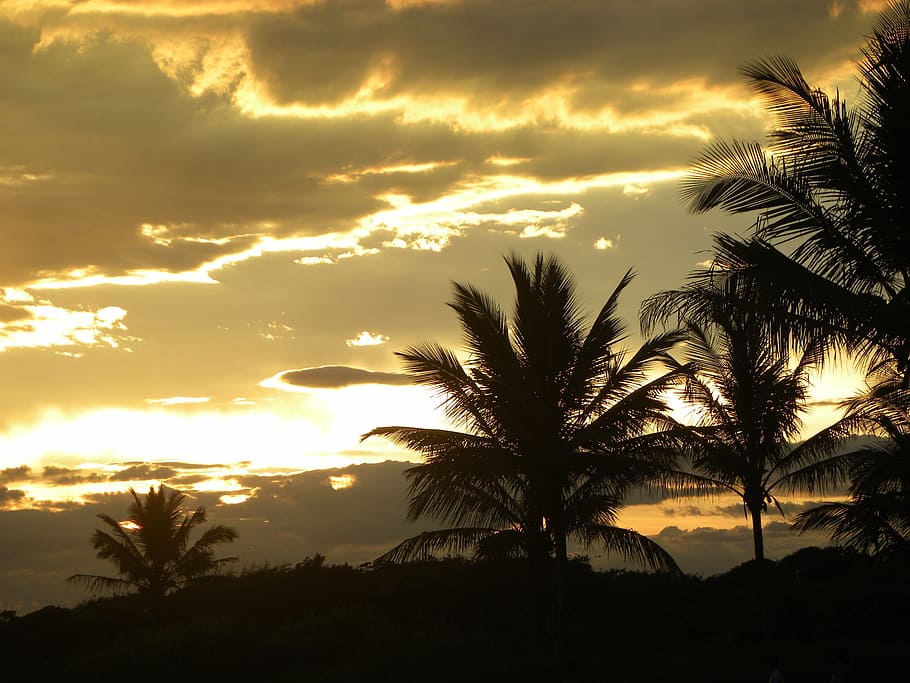 apus de soare, siluetă, plajă, beira mar, nucă de cocos, galben, palmier, copac, nor - cer, nici o persoana, cer, frumusețe în natură, plantă, scenice - natura, climat tropical, o scenă liniștită, liniște, natură, creştere, lumina soarelui, idilic, scenă non-urbană, soare, culoare portocalie, în aer liber, frunza de palmier, 2K